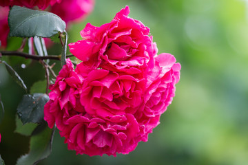 Beautiful flower rose blossom in nature garden with and green leaves, blur background. Detail of red roses in the garden.