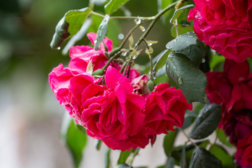 Beautiful flower rose blossom in nature garden with and green leaves, blur background. Detail of red roses in the garden.
