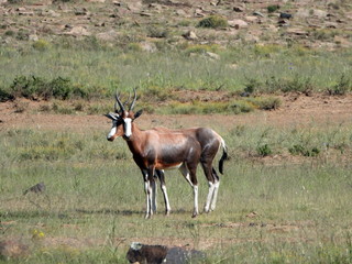 Blesbok in Mountain Zebra NP