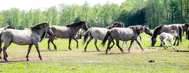 Dülmener Wildpferde im Galopp