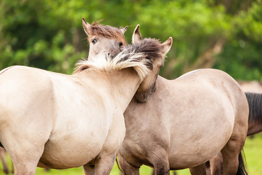 D&uuml;lmener Wildpferde, zwei Pferde die sich gern haben