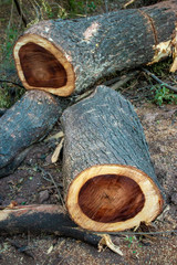 Trees are cut into pieces. The concept of tree conservation and green earth.