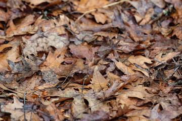 Dry autumn leaves on the ground, autumn background, leaf drops background.