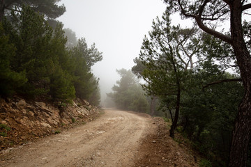 Obraz premium Misty landscape with fir forest. Misty morning in the forest. Mountain trees in the fog. Foggy pine trees forest view