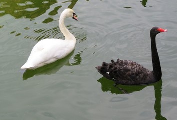 White and black swans quietly swim in the pond.