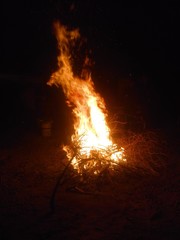 fire in forest