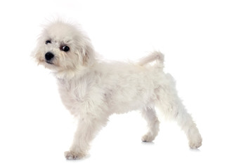 Bichon Frise in studio