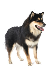 Finnish Lapphund in studio