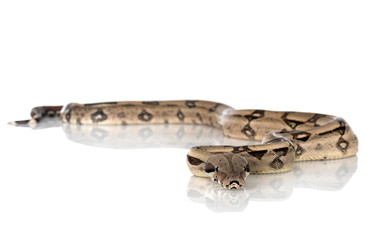 Boa imperator in studio