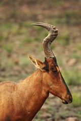 Red hartebeest, Alcelaphus buselaphus caama or Alcelaphus caama walking in dry Kalahari sand.