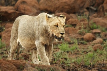 Lioness (Panthera leo) walking in Kalahari desert and looking for the rest of her pride.