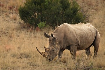 Obraz premium A white rhinoceros, rhino, (Ceratotherium simum) staying in grassland.