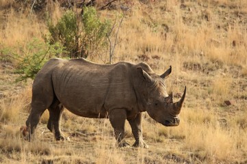 Obraz premium A white rhinoceros, rhino, (Ceratotherium simum) staying in grassland.