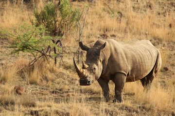 A white rhinoceros, rhino, (Ceratotherium simum)  staying in grassland.