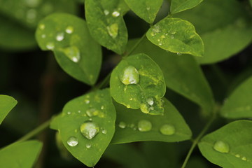 Close up shot of water drops on the single or lot of green leafs on the garden, rain drops on the single or lot of green leafs in the garden