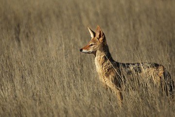 Black-backed jackal (Canis mesomelas) staying in the dry high grass.