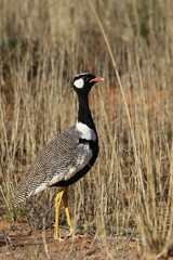 Northern Black Bustard (Afrotis afraoides) walking in Kalahari desert.