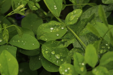 Close up shot of water drops on the single or lot of green leafs on the garden, rain drops on the single or lot of green leafs in the garden
