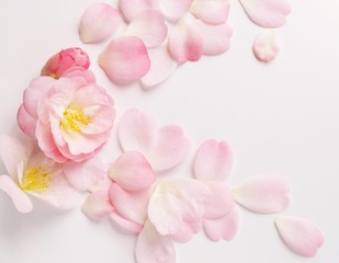 pink camellia petals on white background.