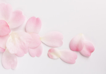 pink camellia petals isolated on white background.