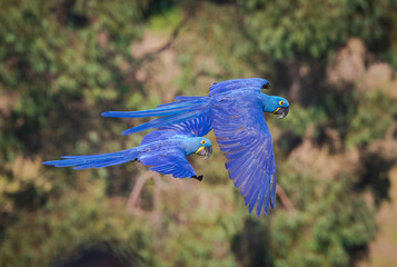 Hyacinth Macaws © Don