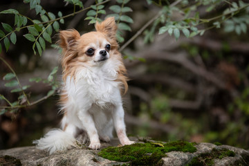 chihuahua in nature