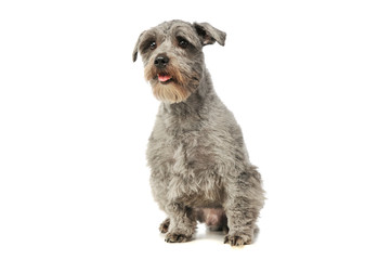 Studio shot of an adorable mixed breed dog