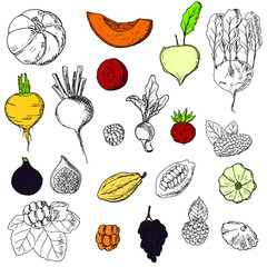 Set of vegetables, fruits and berries. Vector cartoon illustration. Isolated objects on a white background. Hand-drawn style.