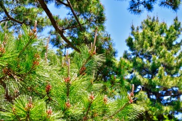 背景をぼかして、クロマツの枝の梢を撮影した写真