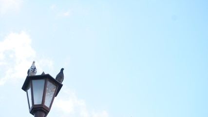 Fototapeta na wymiar 街灯と２匹の鳩