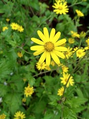 yellow flowers in garden