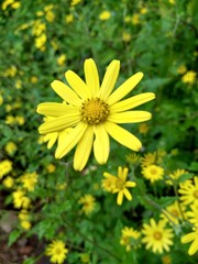 Obraz premium yellow flowers in the garden
