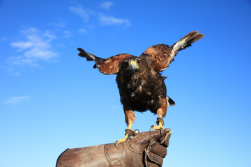 Wüstenbussard (Parabuteo unicinctus)