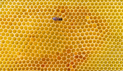 honey bee and honeycombs