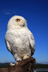 Schnee-Eule (Bubo scandiacus)