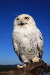 Schnee-Eule (Bubo scandiacus)