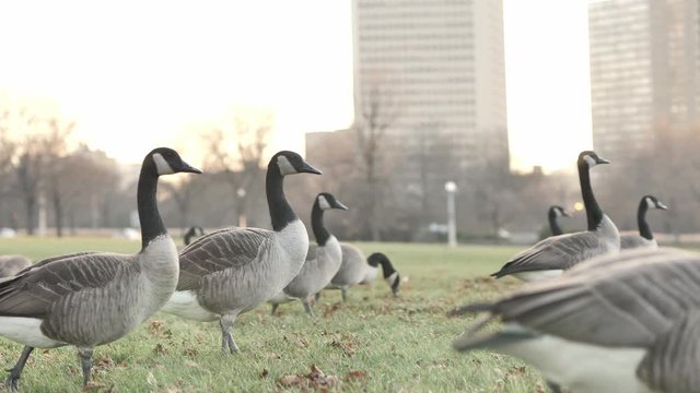 Slow motion close up of several Canadian geese walking on green grass in a park with leaves and opening their wings as the sun sets casting a yellow and orange hue on the trees and buildings beyond.