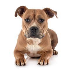 staffordshire bull terrier