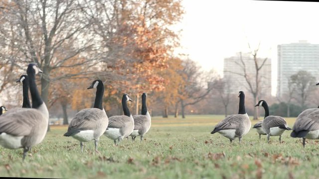Close up low vantage point shallow depth of field panning shot of a flock of Canadian geese standing on grass and leaves in autumn as the sun begins to set and one goose flaps and stretches its wings.