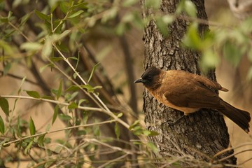 The African Red-eyed Bulbul or Black-fronted Bulbul (Pycnonotus nigricans) sitting on the branch.