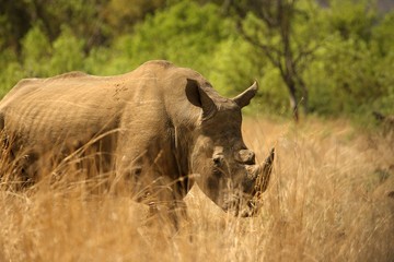 Obraz premium A white rhinoceros, rhino, (Ceratotherium simum) staying in grassland.