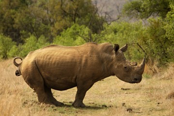 Fototapeta premium A white rhinoceros, rhino, (Ceratotherium simum) staying in grassland.