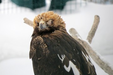 Stock photo daytime.Proud eagle in winter cold on snow background