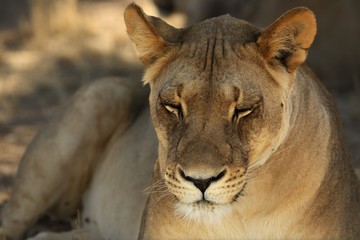 Lioness (Panthera leo)  in Kalahari desert and looking for the rest of her pride.