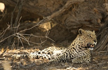 The African leopard (Panthera pardus pardus) after hunt have a rest in the shade