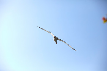 seagull over blue sky