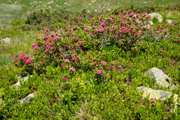 Alpenrosen (Rhododendron), Alpen, Tirol, Österreich