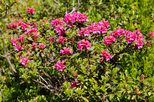 Alpenrosen (Rhododendron), Alpen, Tirol, &Ouml;sterreich