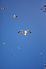 seagull over blue sky
