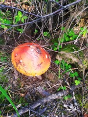 mushroom in the forest